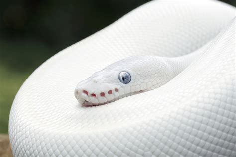 Blue eyed leucistic - December 8, 2023 / 11:41 PM EST / CBS News. In what feels like a holiday miracle, an extremely rare white leucistic alligator, with twinkling blue eyes, was born Thursday in Orlando, Florida ...
